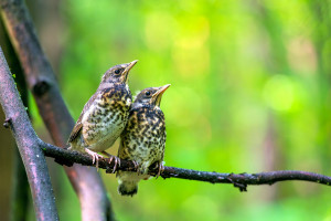 Two Chicks On A Branch In Summer Forest