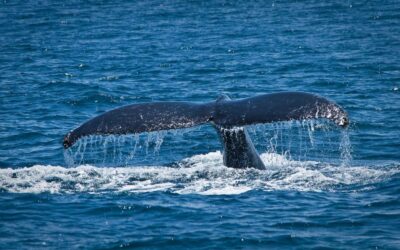 Watching for Whales and Hope