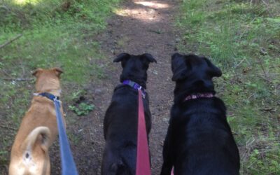 Three Dogs, The Woods, and the Path of Peace – Part 2