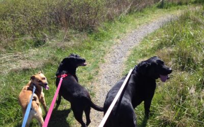 Three Dogs, The Woods, and the Path of Peace, Part 1