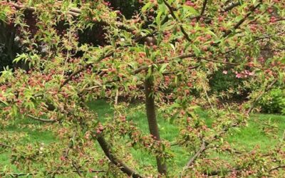 Assurances from the Crabapple Tree