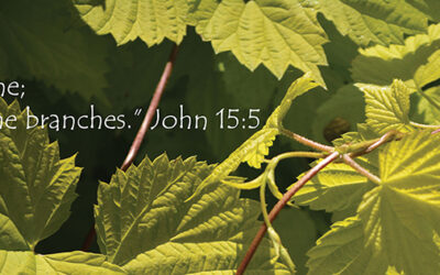 I Am the Vine… You Are the Branches