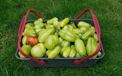 When Life Gives You Green Tomatoes…