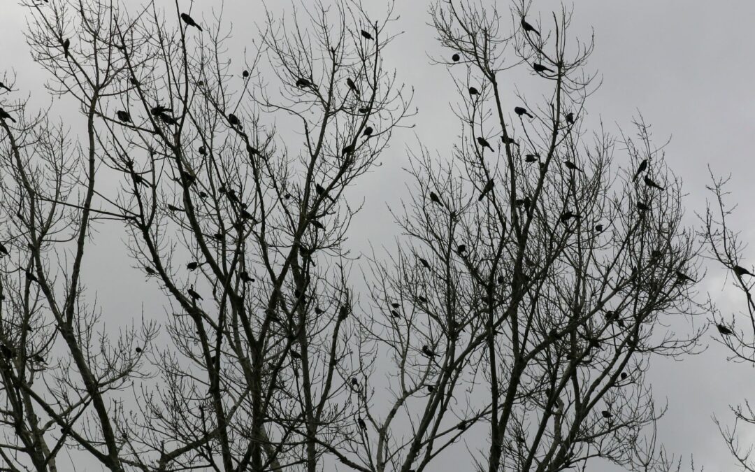 The Birds Sang Om Shantih For My Mother