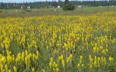 CREATION’S CORNER #51: CAN 175 ACRES MAKE A DIFFERENCE?